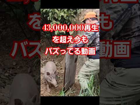 【危険生物】猪突猛進アタックしてくるイノシシ #ジビエ料理 #wild boar#イノシシ #狩猟#Babi hutan menyerang orang#bahaya