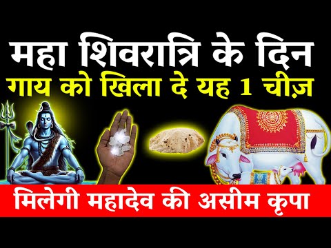 26 फरवरी महाशिवरात्रि के दिन गाय को खिला दे ये 1 चीज महादेव हो जायँगे - Pradeep mishra