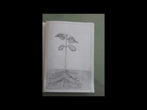 YouTube-Video