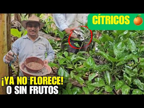 Tu LIMONERO no FLORECE ni da FRUTOS? ¡Haz esto YA! 👉