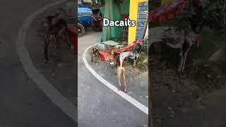 These dacaits ransacked my flat n Inspector of Hulimavu dsnt want to investigate as he is a frnd