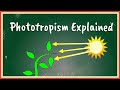 Understanding Phototropism and Auxins in Plants