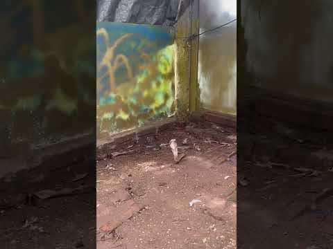 2 snakes and birds of prey are fighting 2匹のヘビと猛禽類が戦っている 뱀 2마리와 맹금류가 싸우고 있습니다 #nest #birds