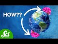 Understanding Bipolar Species and Their Distribution