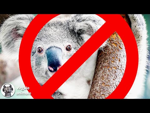 L'ANIMAL LE PLUS DÉBILE DU MONDE