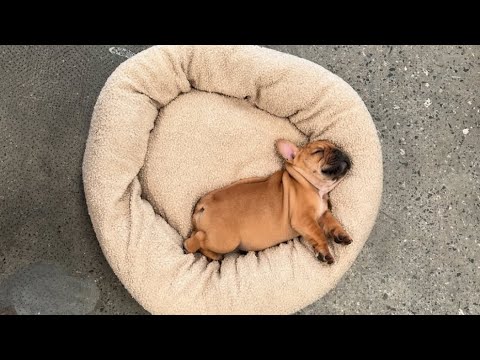 Cute puppies 🥰 #bulldog #frenchbulldog