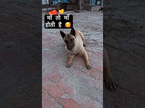 माँ ही मन्दिर माँ ही पूजा #song #maa #doglover #dog #shortsfeed #shorts