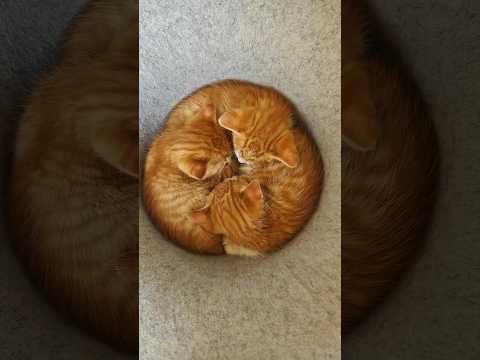 Social Thermoregulation: Why Cats Sleep Like This #shortviral