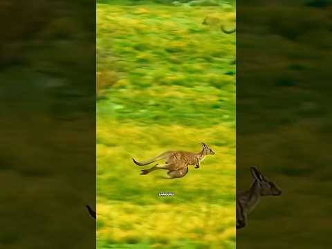 A CORAGEM DESSE FILHOTE DE CANGURU É IMPRESSIONANTE #shorts #canguru #australia #viral #animal