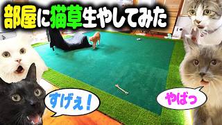 部屋に『猫草』生やしてみた
