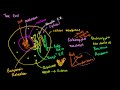 Exploring Cell Structures and Functions