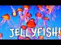 Understanding Jellyfish Behavior and Biology