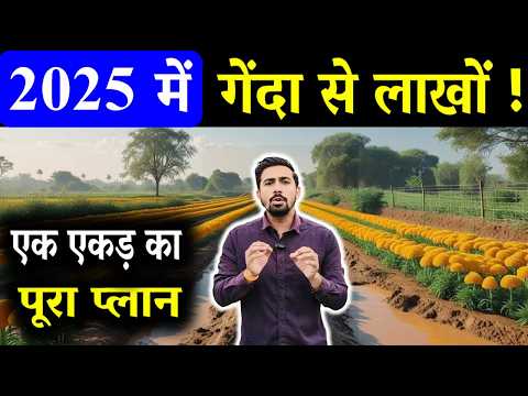 1 एकड़ गेंदा फूल की खेती से 2025 में कितनी कमाई ? पूरी रिपोर्ट | Marigold Farming in India
