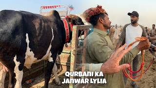 Qurbani Ka Janwar Lylia 😍