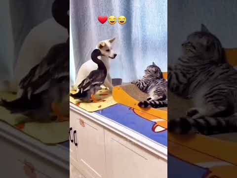 Chien ? Canard et Chats ??? ChΓ³,MΓ¨o vΓ Vα»t