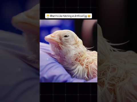 🐣 What It’s Like Hatching an Artificial Egg 🥹