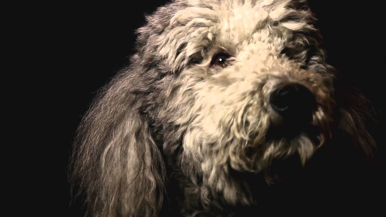 Heart of a Dog Trailer thumbnail