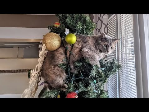 🎄Cats and Christmas Trees: Laughs Guaranteed!