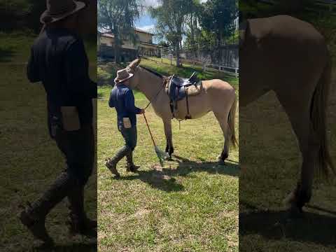 Mula que dá coice #cavalo #cavalos #pecuarista