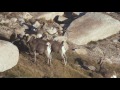 Sustainable Wildlife Management Concepts