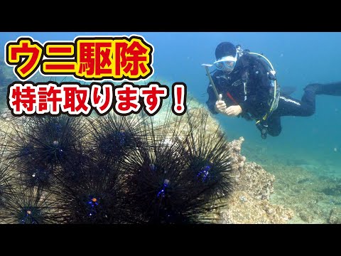 【ウニ駆除】ウニ駆除を６年続けたら特許を取る事になった件！【2024.12月】