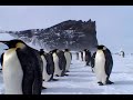 Emperor Penguins and Their Habitat