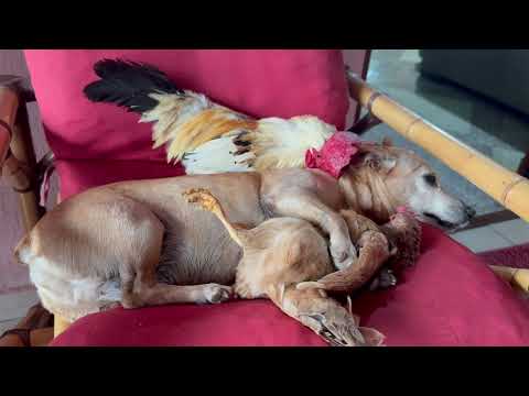 Pinscher não tem medo de nada ￼