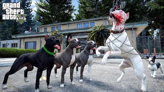 BEYAZ PİTBULL JACK RUHSUZ EĞİTİMİ ALIYOR! ARTIK EN GÜÇLÜ O! - GTA 5 PİTBULL'UN HAYATI