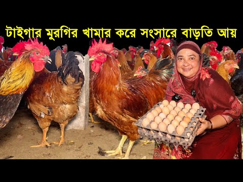বাড়িতে অবসর সময়ে টাইগার মুরগির খামার করে সংসারে বাড়তি আয় সাবিনা আপার।Tiger Morgi
