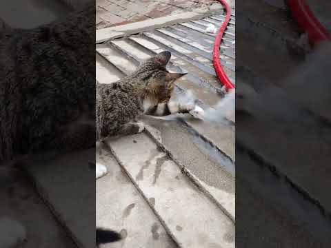 #funnydcat #funny #animals #dog #cat #funnyvideos #funnyvideo #cats #funnyanimals #funnycats #dogs