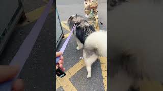 When my owner walks the Golden Retriever first, the reaction of the other dog.当主人先遛金毛时，另外一只狗的反应 #dog