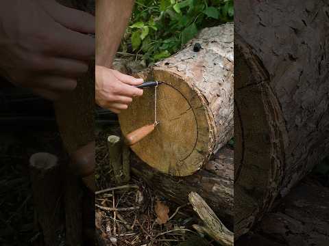 Fine bushcraft IDEA with wood #survival #lifehack #camping #outdoors