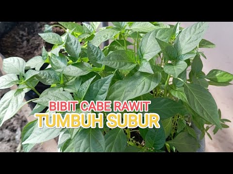 Cara memperbanyak bibit cabe rawit di media pot