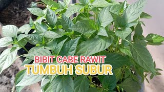 Cara memperbanyak bibit cabe rawit di media pot