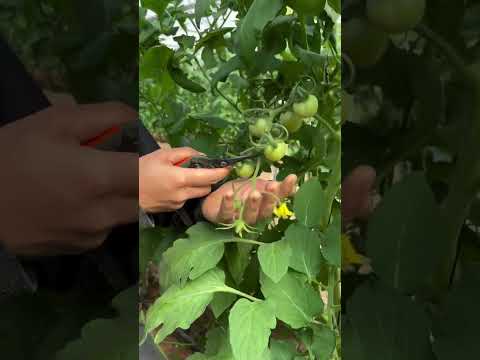 Pruning tomato fruits #agriculture #tips #tomato