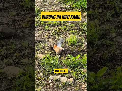 Burung Ini Jago Akting! Tertipu? Kamu Bukan Satu-Satunya! #shorts
