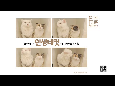 인생네컷 찍으러간 고양이 | 고양이산책