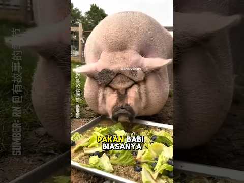 inilah alasan mengapa lemak daging babi lebih banyak dari hewan kaki 4 lainnya #shorts #shortsviral