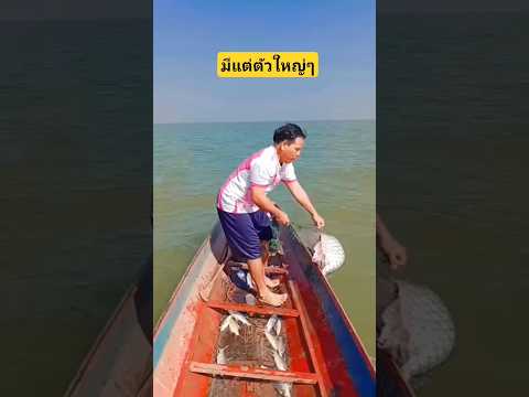 มีแต่ตัวใหญ่ๆเต็มถุง #fishing #ตกปลา #ตกกุ้งแม่น้ำ #นั่งเรือตกปลา #หากินกับเขื่อนป่าสัก