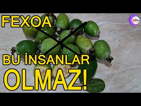 Bu meyvənin nələr etdiyini 90% insan bilmir