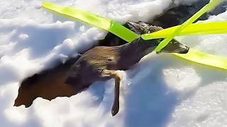 雪の中で遭難した小鹿を救った男性…3年後、シカが門を叩いて恩返しにやって来た【感動】