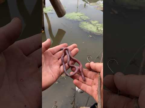 ¿Habrán peces? #fishing #pescando #pescadillas #fish #pescaderia #crocodile