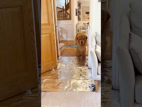 Risked it all for a cuddle😮 #goldenretriever #mansbestfriend #foil #dogs