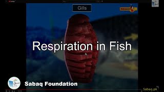 Respiration in Fish