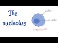 Understanding the Nucleus and Nucleolus