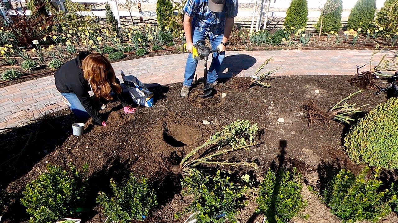 Transplanting Roses & Planting a Boxwood Hedge!