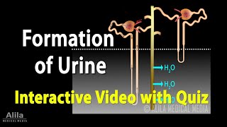 Urine Formation - Interactive Animation with Quiz
