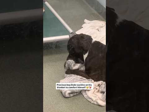 Duks trying to feel safe while he waits for the perfect family to adopt himโค๏ธโ๐ฉน Story in comments