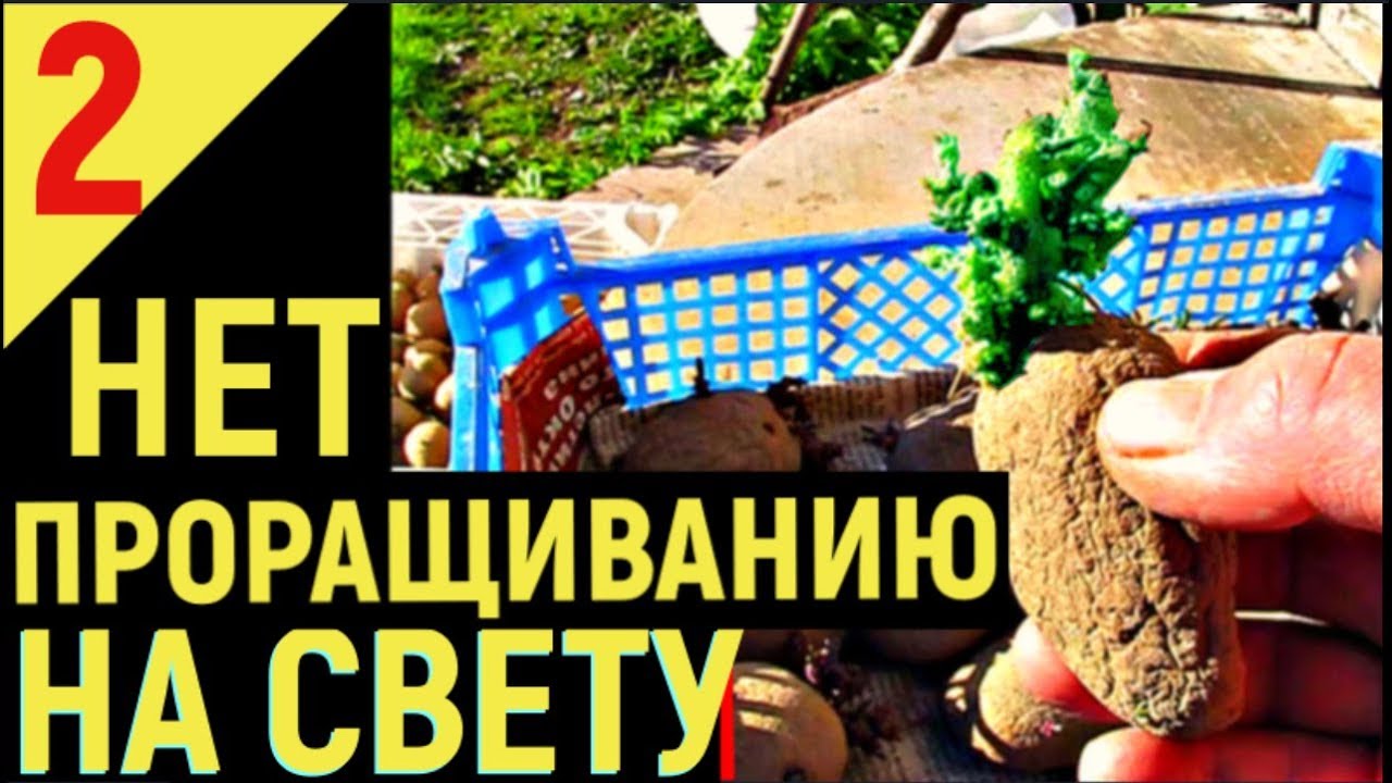 Выращивание картофеля от а до я проращивание часть2