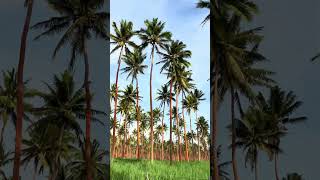 This Coconut Plantation in Fiji Feels Unreal🌴🥥